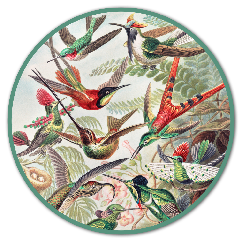 Runde Bilder - Kunst Poster - Ernst Haeckels Kolibris im Kreisformat
